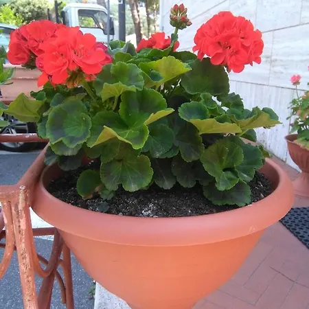 Hotel Center Finale Ligure